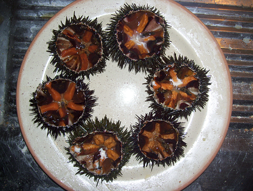Une belle photo d'oursins, mon repas de ce soir Photo d'oursins
